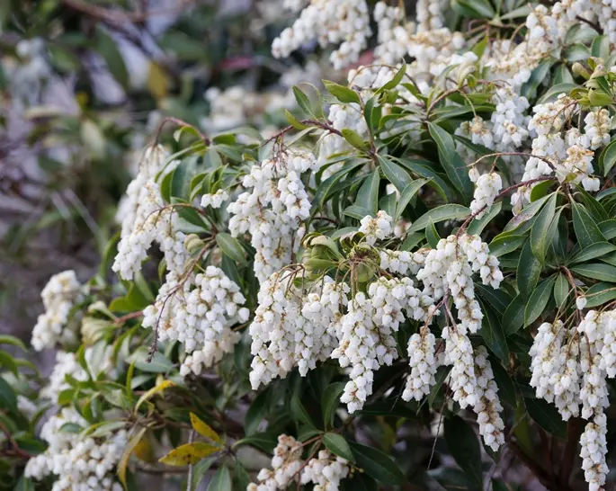 Pieris japonica Cupido 40 50 Pot P27 cm