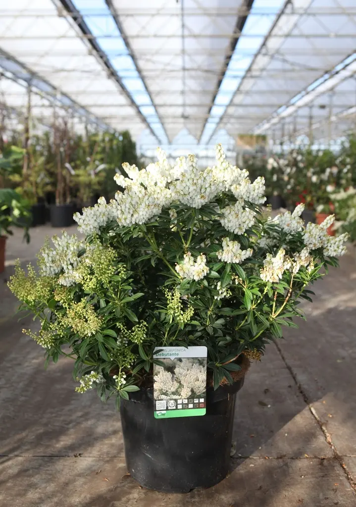Pieris japonica Debutante 40 50 Pot C10