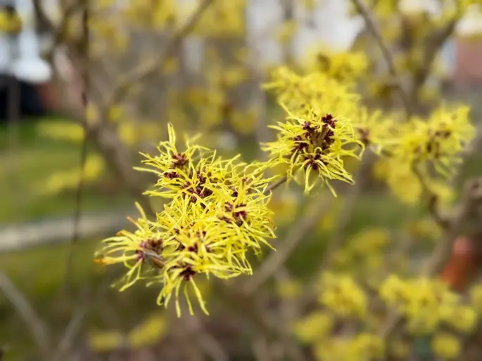 Hamamelis mollis Pallida 40/+