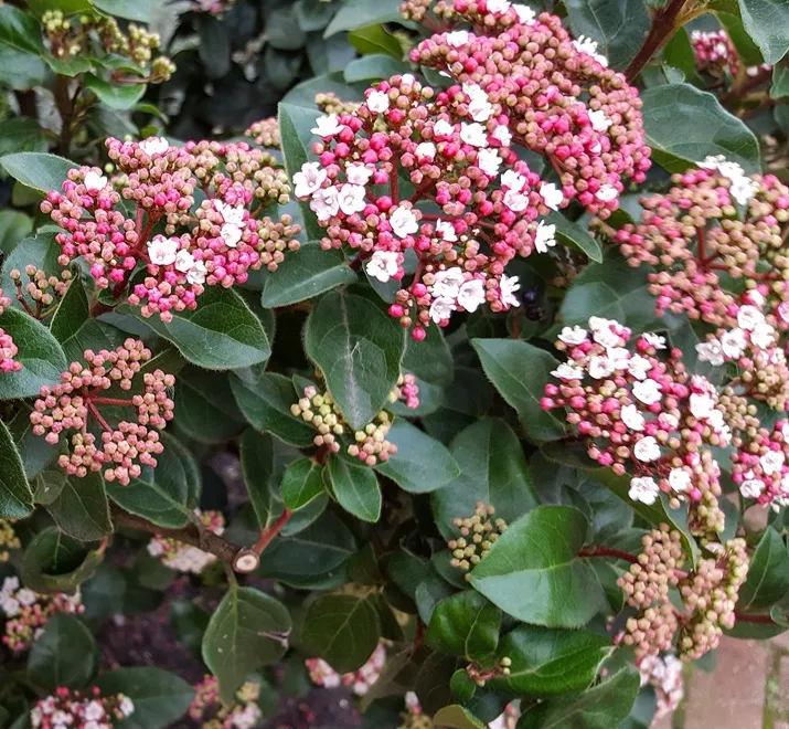 [139307] Viburnum tinus Eve Price 060 080 cm Pot C10 Litres ** Viorne tin **