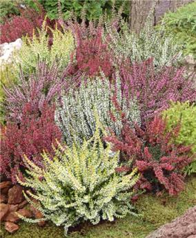Calluna vulgaris variées Pot P12 ** Bruyère d´été-automne **