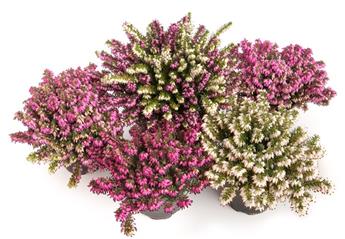 [108369] Erica darlyensis variées P10-12 eri4