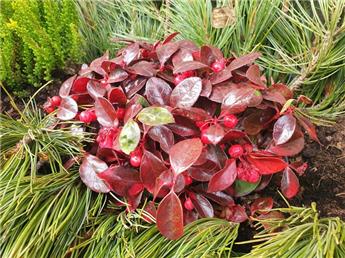 Gaultheria procumbens Big Berry Pot P13