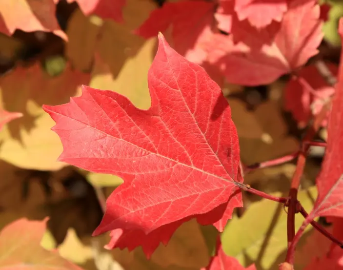 Viburnum opulus JPL RN 80 100 *** Viorne obier. Remise importante à partir de 10 plantes **