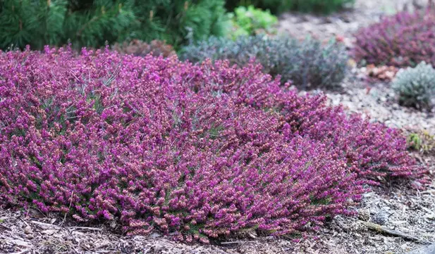 Erica darlyensis Kramers Rote XL Pot P19 cm - Bruyere hiver rouge foncé