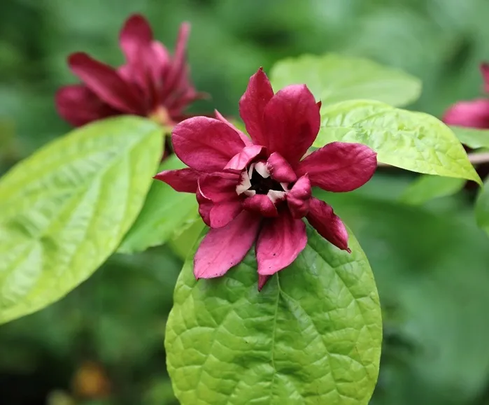 Calycanthus floridus Pot C3Litres - Arbre aux anémones, parfumé.