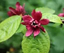 Calycanthus floridus Pot C3Litres - Arbre aux anémones, parfumé.
