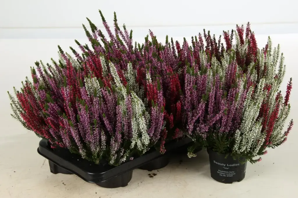 Calluna vulgaris twin ou trio P15 cal5