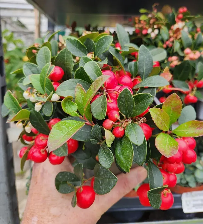 Gaultheria procumbens Pot P10 cm