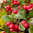 Gaultheria procumbens Pot P10