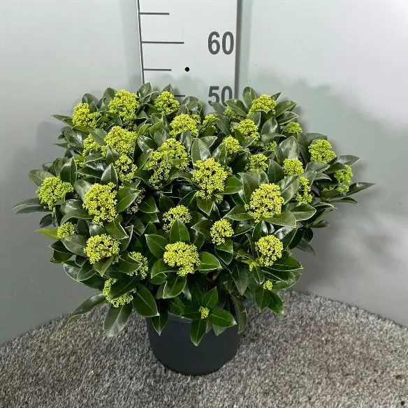 Skimmia japonica Marlot Pot P25 cm
