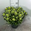 Skimmia japonica Marlot Pot P25 cm