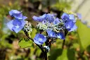 Hydrangea macrophylla Zorro Blue Pot P23- C5L ** Hortensia **
