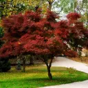 Acer palmatum Bloodgood 20 22 XTRA Haute Tige ** Erable du Japon **