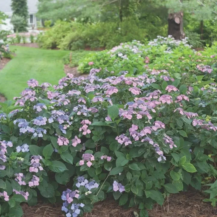 [108622] Hydrangea serrata Blueberry Cheesecake Pot C5 ** Hortensia **