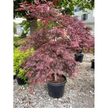 Acer palmatum Inaba Shidare 175 200 cm Pot P43cm ** Erable du Japon **