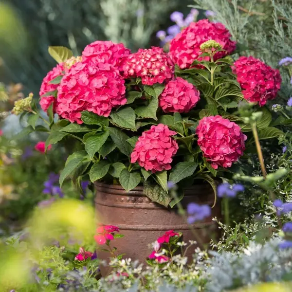 Hydrangea macrophylla Endless Summer Love Red Pot C3L ** Hortensia **