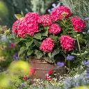 Hydrangea macrophylla Endless Summer Love Red Pot C3L ** Hortensia **