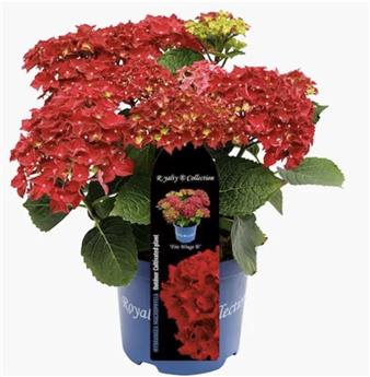 Hydrangea macrophylla Curly Sparkles Red Pot C5Litres ** Hortensia **
