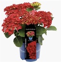 Hydrangea macrophylla Curly Sparkles Red Pot C5Litres ** Hortensia **