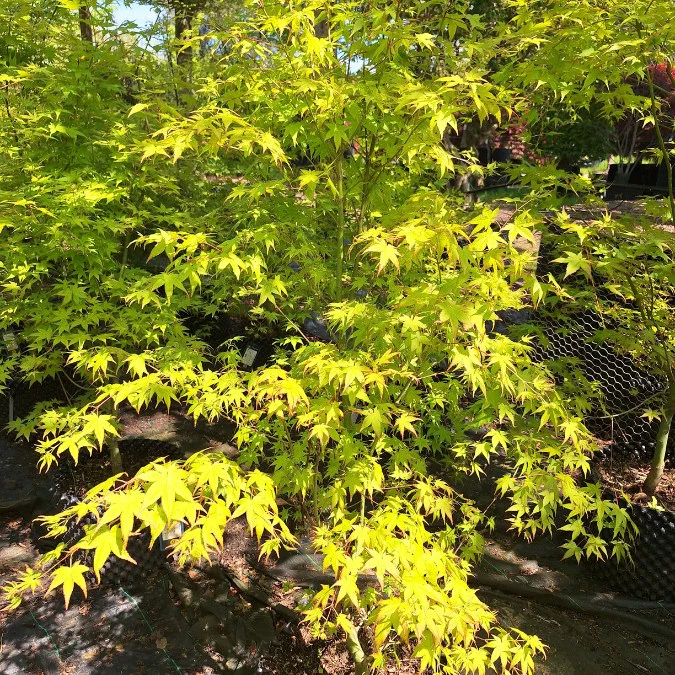 Acer Palmatum Aureum 150 175 motte ou Pot C20 ** Erable du Japon **