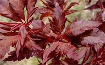 Acer palmatum Beni Hagoromo 125 150 Pot C30