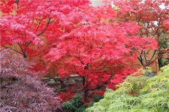 Acer palmatum Chitoseyama 120 150 cmPot P36 ** Erable du Japon **