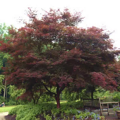 Acer palmatum Sumi Nagashi 80 100 Pot C6-7 ** Erable du Japon **