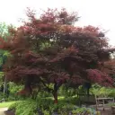 Acer palmatum Sumi Nagashi 80 100 Pot C6-7