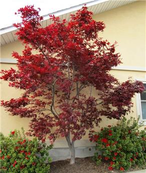 Acer Palmatum Red Emperor 125 150 cm Pot P36 ** Erable du Japon **
