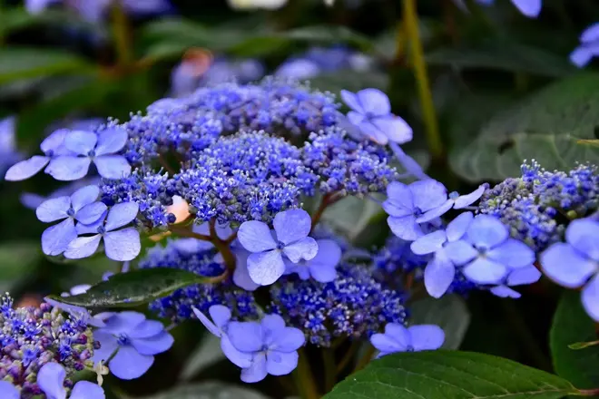 Hydrangea macrophylla Teller Nizza Blue Pot P30 ** Hortensia **
