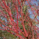 Acer palmatum Sangokaku 150 175 cm Pot C25
