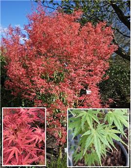 Acer palmatum Wilsons Pink Dwarf 125+