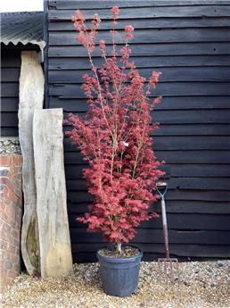 Acer palmatum Jerre Schwartz 125 150 Pot C15 ** Erable du Japon **