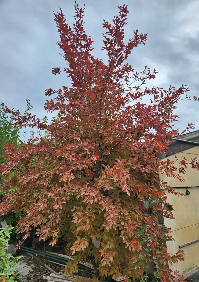 Stewartia pseudocamellia 200 250  Pot ** Longue flor. en été **