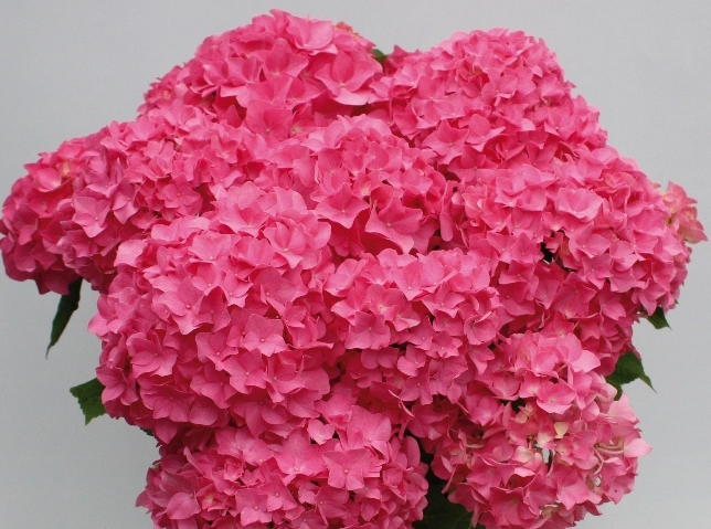 Hydrangea macrophylla Sweet Cup Cake Flair & Flavours Pot C5L