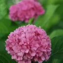 Hydrangea macrophylla Flair & Flavours® Sweet Cup Cake Pot C5L ** Hortensia **