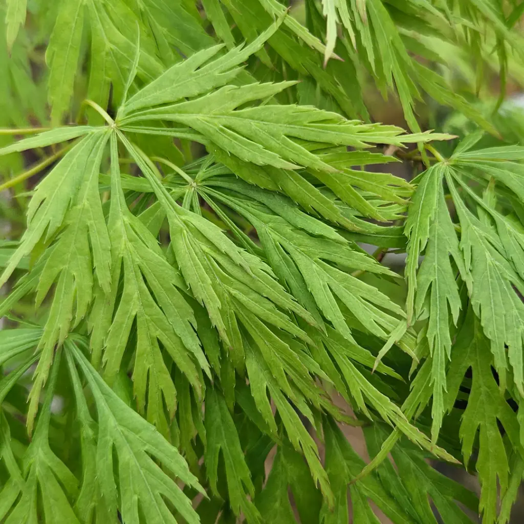 Acer palmatum Dissectum Emerald Lace 60 80  cm Pot C3 ** Erable du Japon **