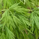 Acer palmatum Dissectum Emerald Lace 40 60 cm Pot C3