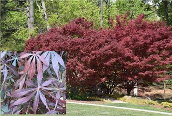 Acer palmatum Sumi Nagashi 125 150 Pot C33-35