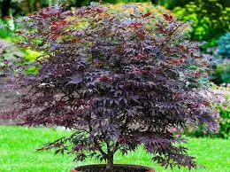 Acer palmatum Black Lace pot de 3 Litres 40+ ** Erable du Japon **