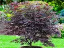 Acer palmatum Black Lace pot de 3 Litres 40+ ** Erable du Japon **