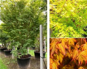 Acer palmatum Ueno Yama 100 150 Pot C15
