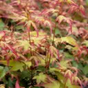 Acer palmatum Little Princess 60 80 Pot P23 cm ** Erable du Japon **
