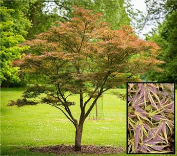 Acer palmatum Manyo No Sato 080 100 cm Pot P30