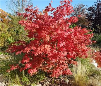 Acer palmatum Red Wine 175+ cm Pot P28 ** Erable du Japon **
