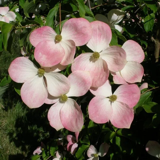 [106116] Cornus kousa Norman Hadden 175 200 cm Pot C10Litres - Cornouiller du Japon