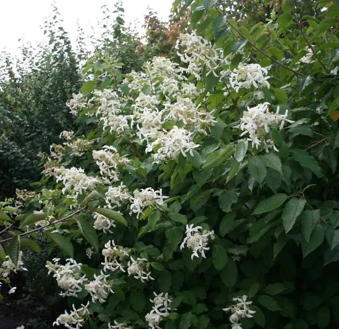 [143695] Hydrangea paniculata Great Star Pot C12Litres ** Hortensia paniculé **