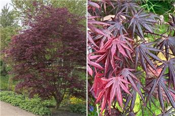 Acer palmatum Trompenburg 125 150 Pot C30