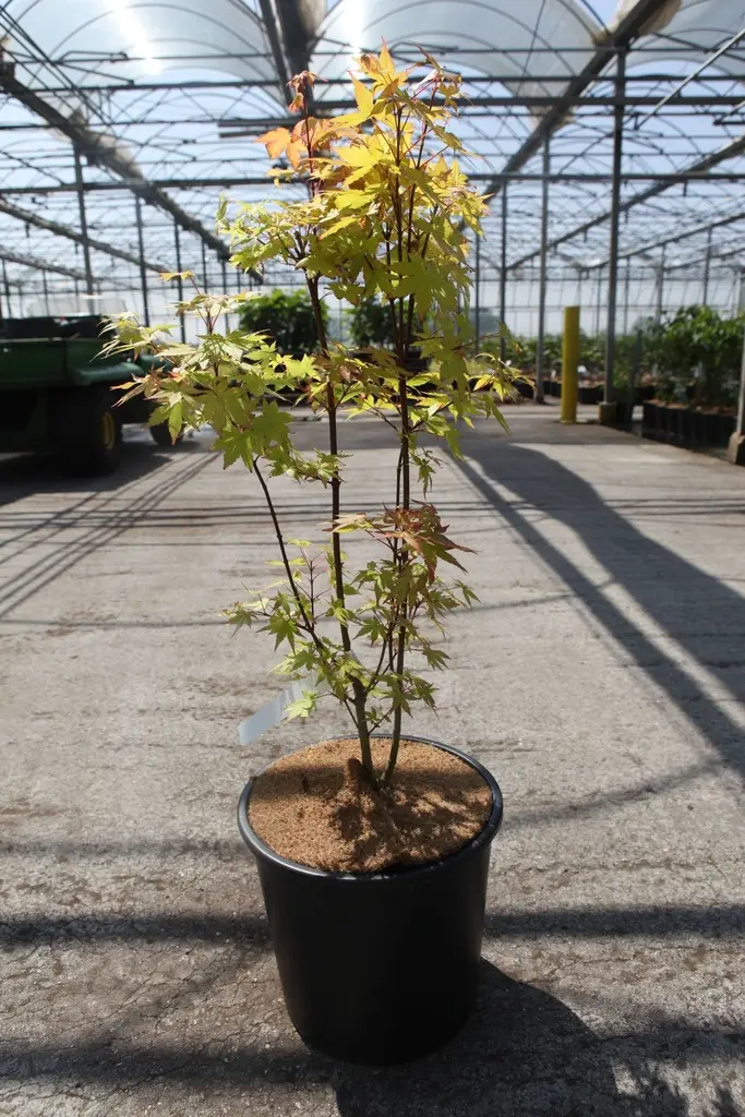 Acer shirasawanum Jordan 080 100 cm Pot C12Litres